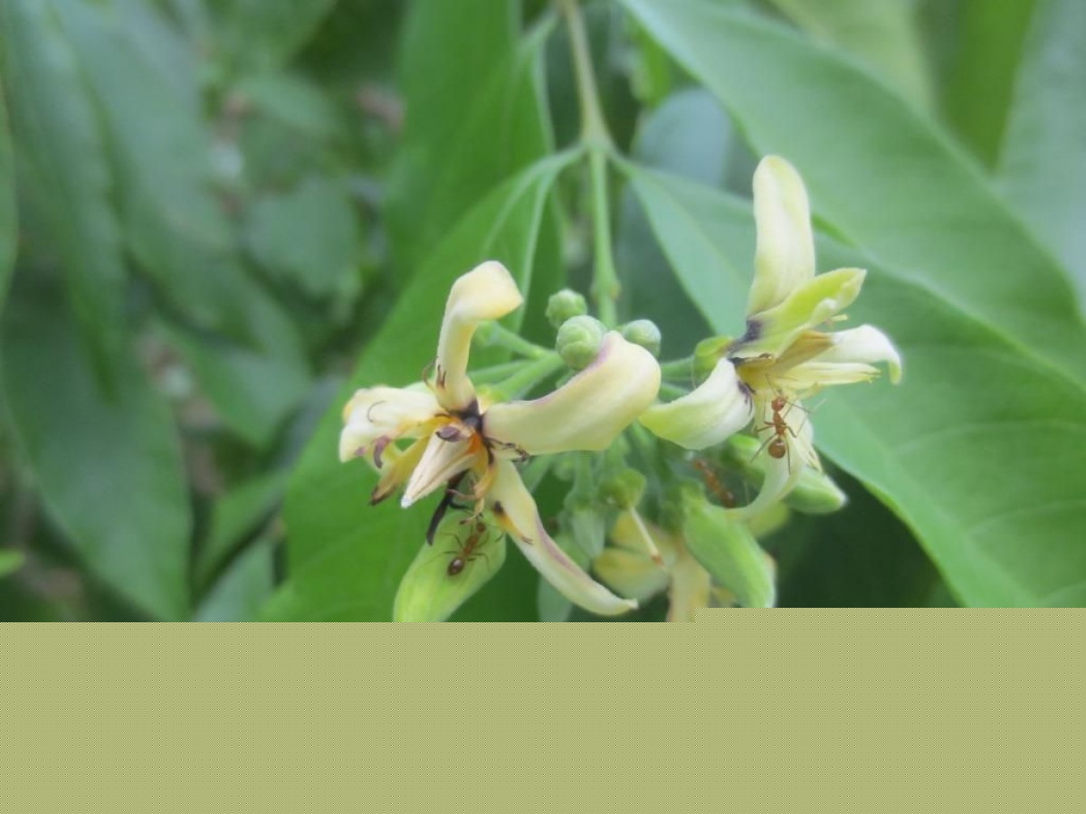 Wrightia puberula (Thwaites) Ngan